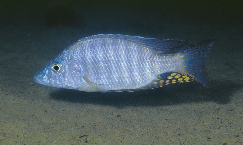 Aulonocara rostratum 'Chimwalani Reef'